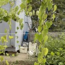 콩콩설기 이미지