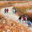 힐링이 되는 비내섬 | [여행] 7km 걷는 동안 감탄만! 단 이틀, 충주 비내섬 억새 축제 놓치지 마세요