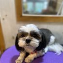 강아지는 미용빨 이미지