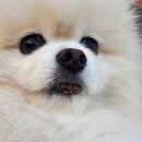 매미성임실치즈호떡 | 거제 꼭 가봐야 할 곳 강아지랑 거제 여행 매미성