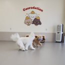 개라데이션 이미지