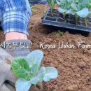 선유집밥