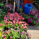 알로애 꽃집 이미지