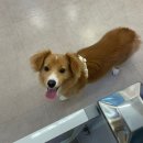 샘마을대우한양아파트 111동 앞 | 몽블리스 가격 및 주차, 안양평촌 강아지 미용 단골샵 추천