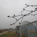 진달래농장 이미지