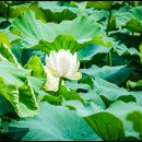 버들공원 이미지