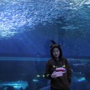 개밥나라 이미지