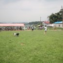 도그베이 이미지