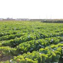 힐링농장 이미지