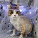 함께냥 본점 이미지