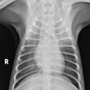 워너비 동물병원 이미지