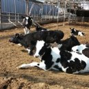 원천목장 이미지