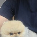 쪼콩이와 모카가 왔어요~~ 이미지