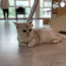 냥린이네 이미지