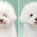 꽃강아지 이미지