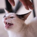 대신메디칼