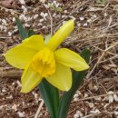 성악발성으로 가곡부르기 | 가곡 부르기