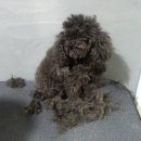 우쭈쭈애견샵 이미지