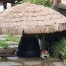 나무사이로 햇살이 이미지