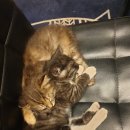 대장나무숲놀이터 이미지