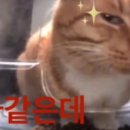 머슬메모리 이미지