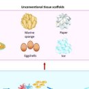 얼음과 달걀 껍질과 같은 기존의 재료를 비계로 사용하여 조직 성장 이미지