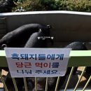 돼지야놀자 이미지