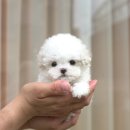 펫토이동물병원 이미지