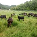 예성흑염소농장 이미지