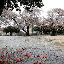 2019년 3월의 축제( 거제, 부산,경남,전국) 이미지