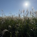 서울 하늘공원 억새축제 가을 즐기기 (+ 시간, 맹꽁이 전동차, 입장료, 후기)