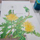 색연필로 그리는 꽃, 보태니컬 아트 | (채여사 취미)색연필로 그리는 식물 꽃 세밀화 보태니컬아트 민들레 그림 그리기