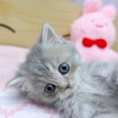 강남 고양이 분양 냥블리 | 라일락바이 브리티쉬숏헤어 하얀양말에 깨발랄 강남고양이분양 냥블리
