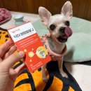 멍멍까까 | 강아지관절영양제 슬개골부터 항염 통증케어까지 다 잡아주는 닥터멍멍팔팔J