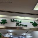 리빙플라워 | 대구 반월당역 리빙플라워 꽃집: 내돈내산 후기