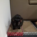 CH동물병원 이미지