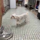 호주세탁소 | 호주 달링턴 코인세탁소 Darlington laundry : 장기여행 호텔 투숙으로 세탁 필요해서 가봄! 귀여운...