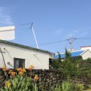 표선달채 이미지