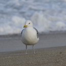 매기