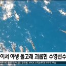 [MBC뉴스] 하와이서 야생 돌고래 괴롭힌 수영선수들 적발 이미지