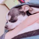논산애견 이미지