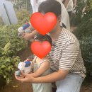 힐링팜 | 수원 아기랑 체험 포시즌힐링팜 후기