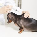 더원고양이동물병원 이미지