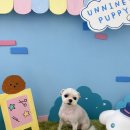 반려동물미용실 언니네 이미지