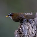 Streak-breasted Scimitar Babbler 줄무늬가슴시미터 옹알이 이미지