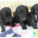 강아지세상 이미지