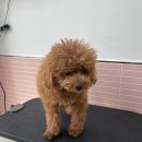 입댕로랑 이미지