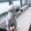 애견천사들 이미지