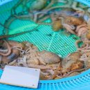 갯벌낙지 이미지