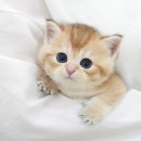 인천 강아지분양 고양이분양 미유펫 이미지